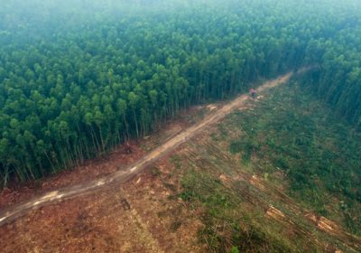 Zéro déforestation – Encore du chemin à parcourir