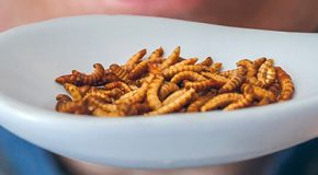 Alimentation – Les insectes progressent dans nos assiettes