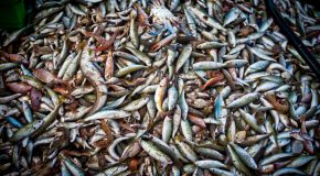 Ressources marines – Coup d’arrêt à l’amélioration des stocks de poissons