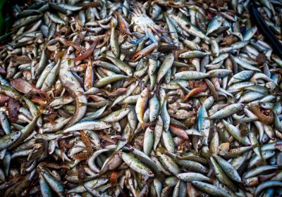 Ressources marines – Coup d’arrêt à l’amélioration des stocks de poissons