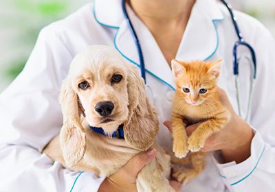 Vétérinaires – Les différences de tarifs entre régions se creusent