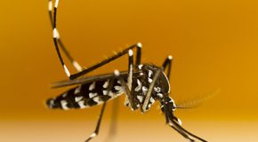 Moustique tigre – Une panoplie de tests pour s’en protéger