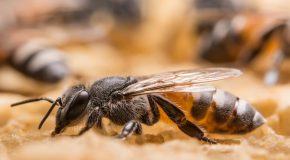 Mortalité des abeilles – L’agriculture intensive sur la sellette
