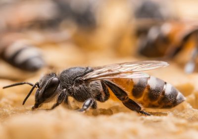 Mortalité des abeilles – L’agriculture intensive sur la sellette
