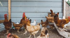 Grippe aviaire – Des volailles confinées pourtant étiquetées « plein air »