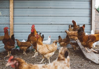 Grippe aviaire – Des volailles confinées pourtant étiquetées « plein air »
