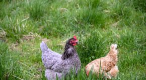 Grippe aviaire – L’épidémie s’étend au Grand Ouest