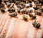 Pesticides et abeilles – Vers la fin de l’opacité des procédures d’évaluation