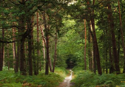 Investissements forestiers – L’avantage fiscal va être modifié