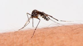 Maladies transmises par les moustiques : Un risque à venir en Europe