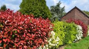 Haies saines et esthétiques : guide pour un entretien réussi