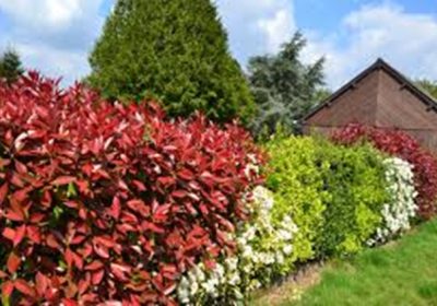 Haies saines et esthétiques : guide pour un entretien réussi