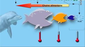 Méthylmercure et alimentation : La vigilance s&rsquo;impose