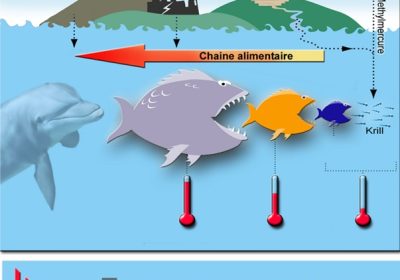 Méthylmercure et alimentation : La vigilance s&rsquo;impose